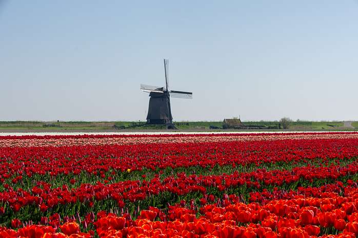 Dutch Windmills and Countryside Tour: Zaanse Schans from Amsterdam