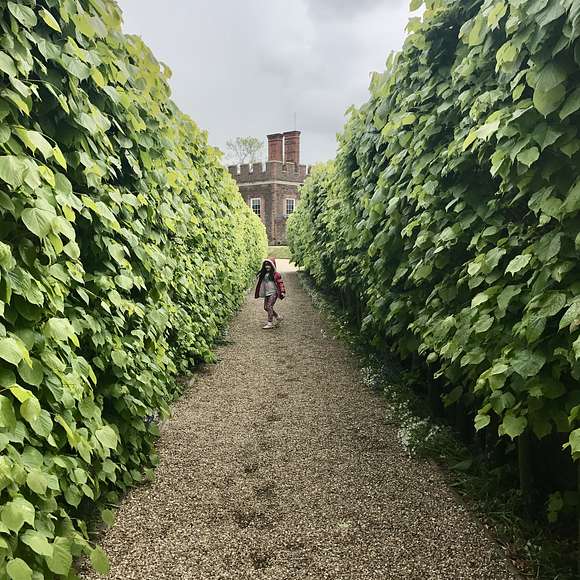 A gravel pathway flanked by tall, dense green hedges leading toward a brick turreted building at Hampton Court Palace, with a visitor walking down the path.
