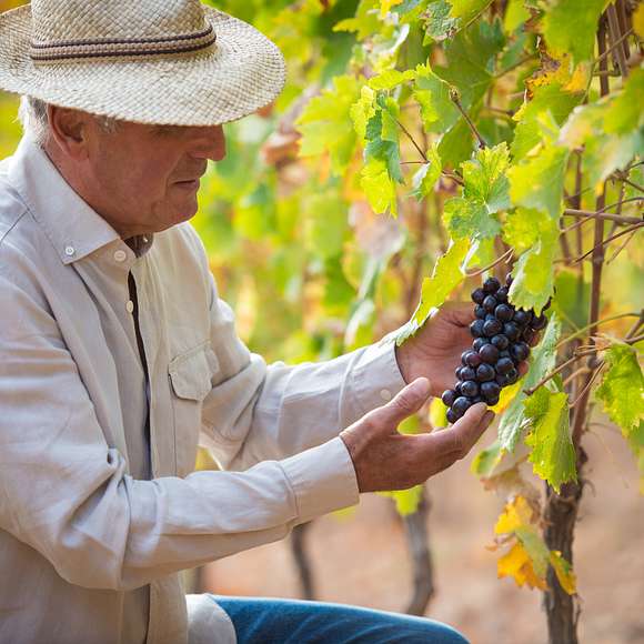 wine tasting bordeaux