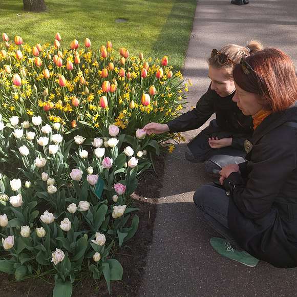 amsterdam tulip tour