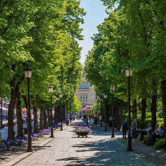 Tree-lined boulevard in Oslo filled with people walking and relaxing under bright green summer foliage.